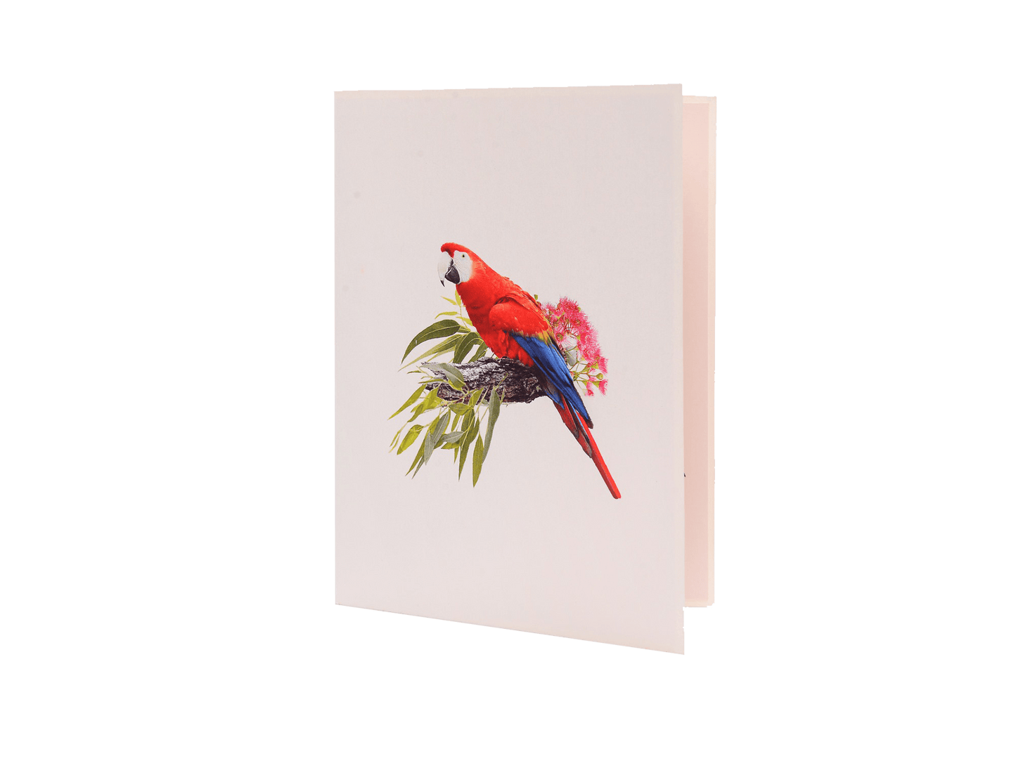 Parrot - Abra Cards